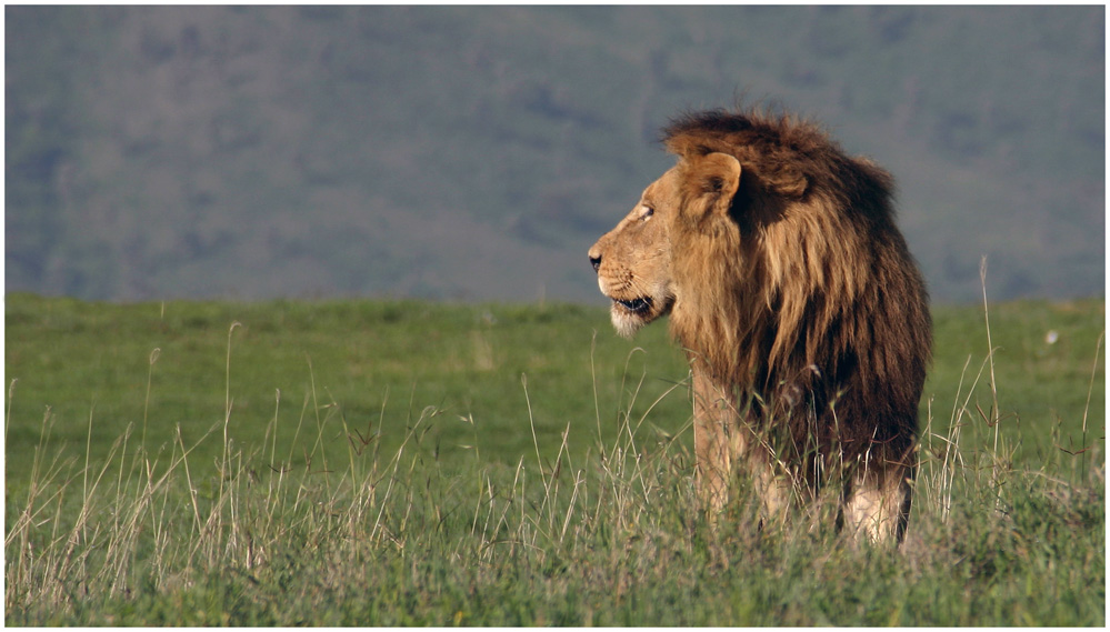 Wildlife - Ngorongoro 3