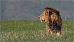 Wildlife - Ngorongoro 3