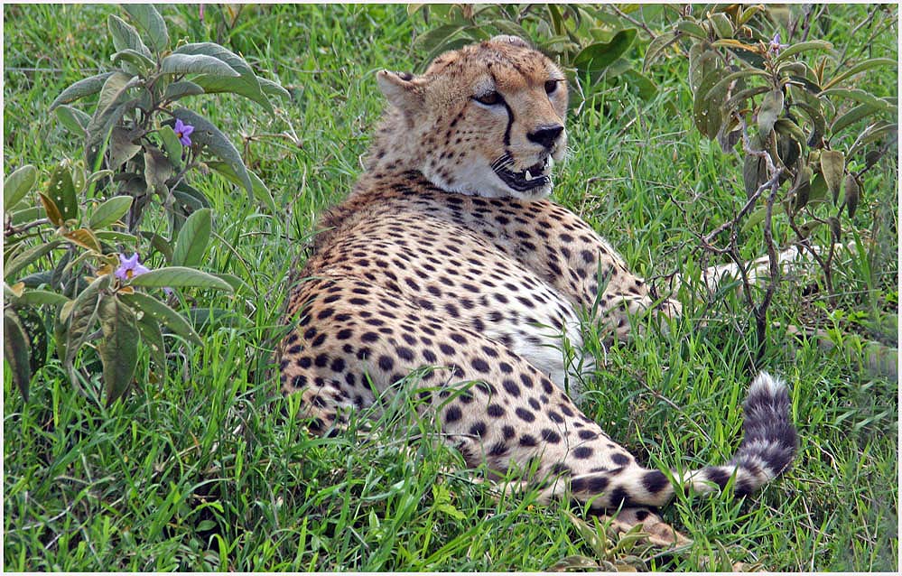 Wildlife - Ngorongoro 3