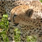 Wildlife - Ngorongoro - Tanzania