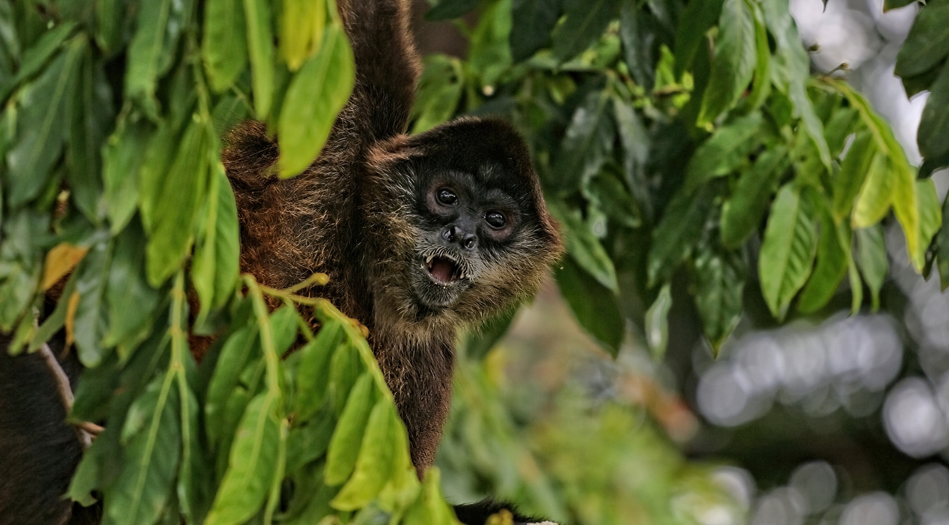 Wildlife, Nicaragua