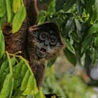 Wildlife, Nicaragua