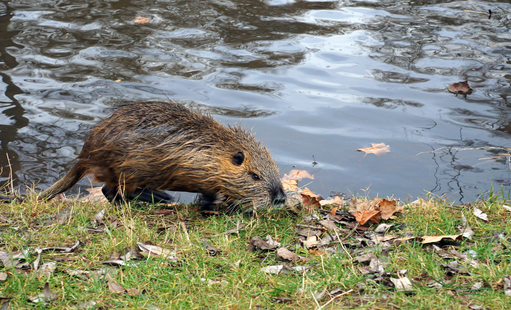 Wildlife-Nutria im Fluß