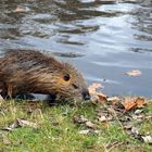 Wildlife-Nutria im Fluß