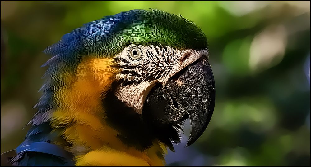 Wildlife of Colombia