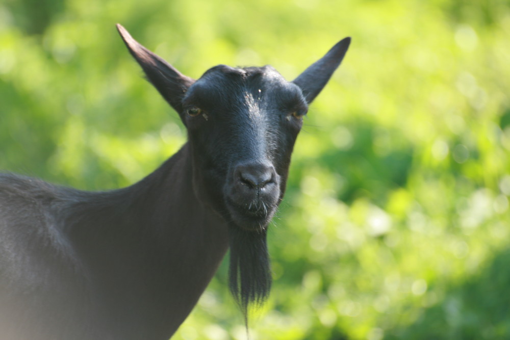 wildlife of crete