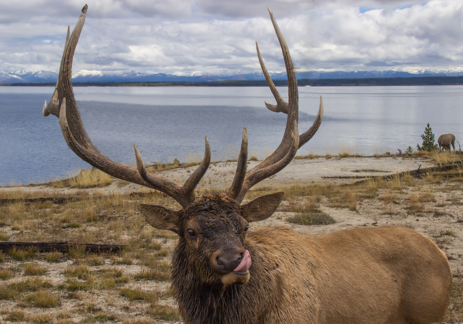 Wildlife of Yellowstone, Hirsch