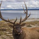 Wildlife of Yellowstone, Hirsch