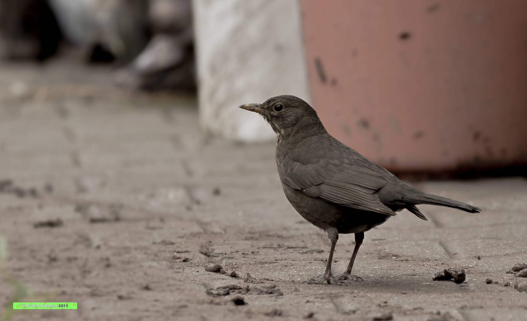 wildlife on a dump... oder der fluch der civilisation?