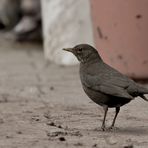 wildlife on a dump... oder der fluch der civilisation?