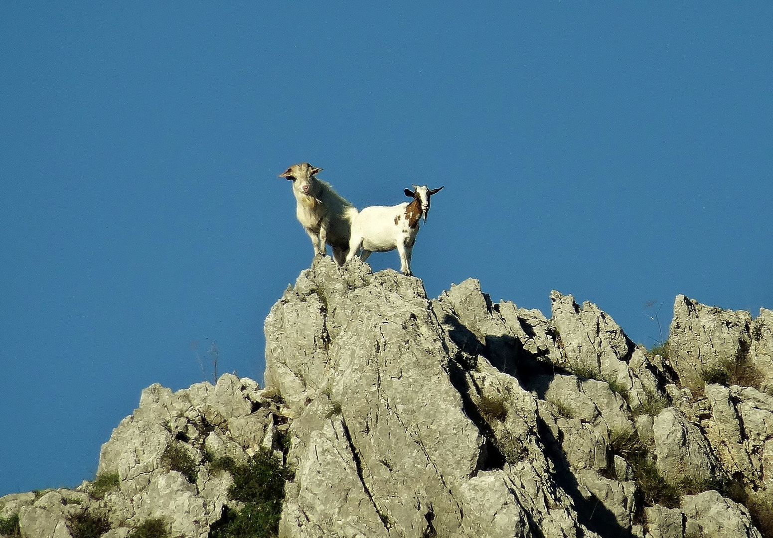 Wildlife on Capri island