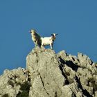 Wildlife on Capri island