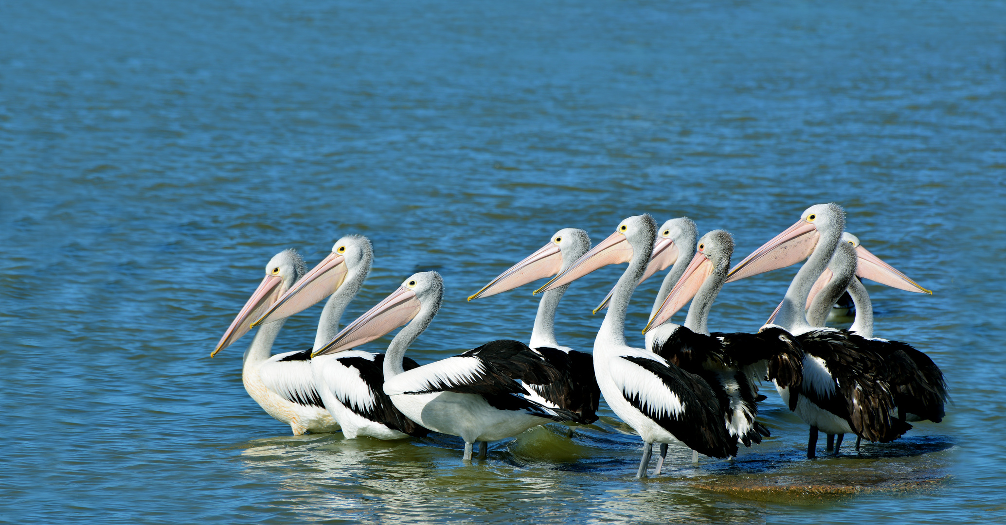 Wildlife - Pelikangruppe