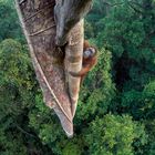 Wildlife Photographer of the Year,  Tim Laman  Vite intrecciate