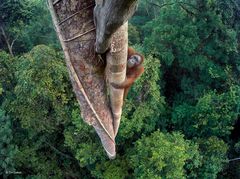 Wildlife Photographer of the Year,  Tim Laman  Vite intrecciate