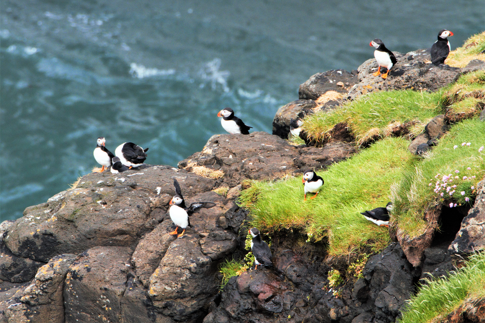 Wildlife Puffin