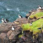 Wildlife Puffin