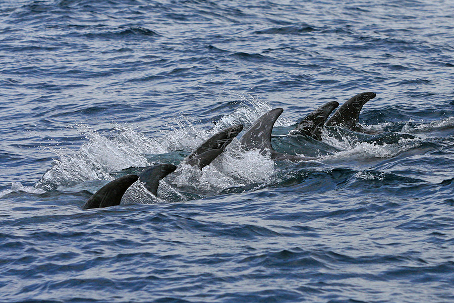 Wildlife pur: Rundkopfdelfine