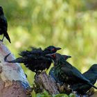 Wildlife: Red Eyes. Weberstare. Daintree NP, Queensland. Australien