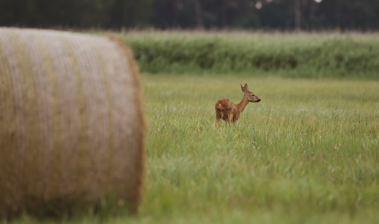 Wildlife - Reh beim Grasen...