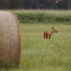 Wildlife - Reh beim Grasen...