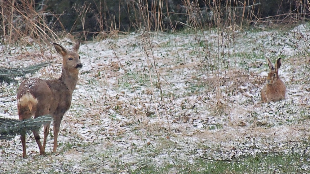 Wildlife - Reh & Feldhase