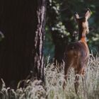 Wildlife - Reh im Sonnenlicht