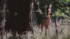 Wildlife - Reh im Sonnenlicht