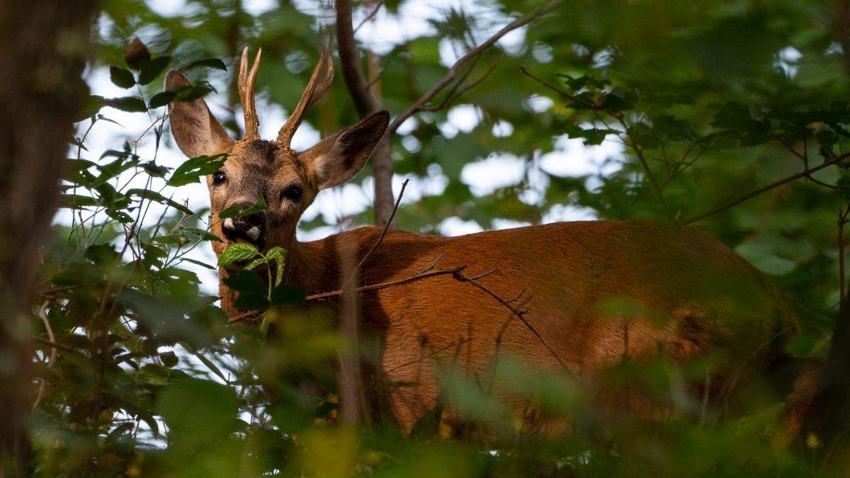 Wildlife - Rehbock im Abendlicht...