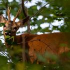 Wildlife - Rehbock im Abendlicht...