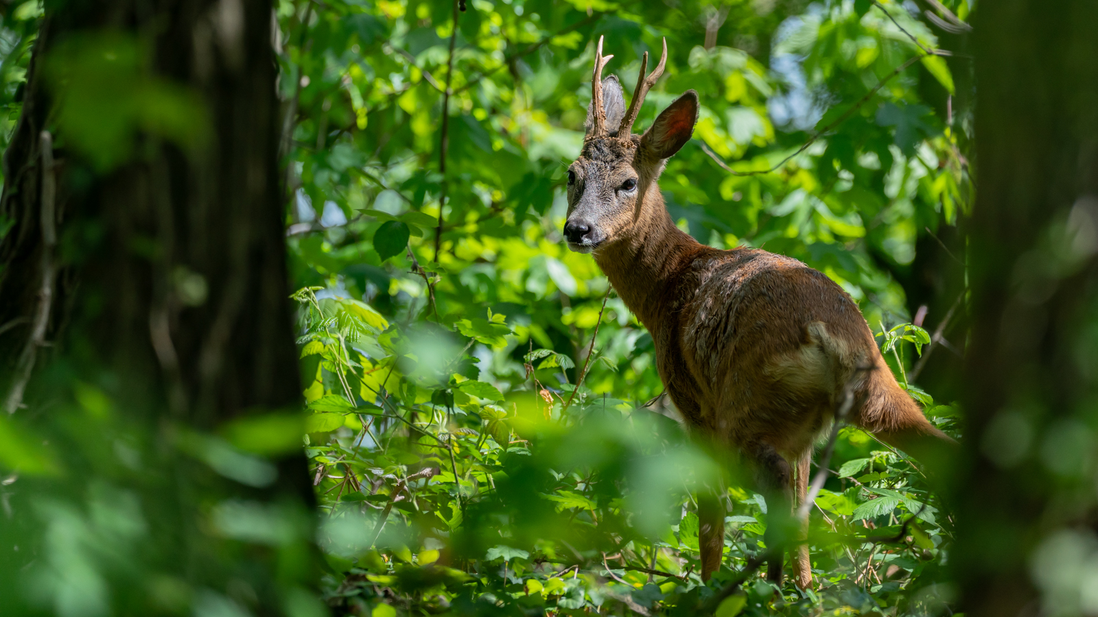 Wildlife - Rehbock im Garten