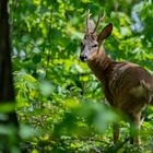 Wildlife - Rehbock im Garten