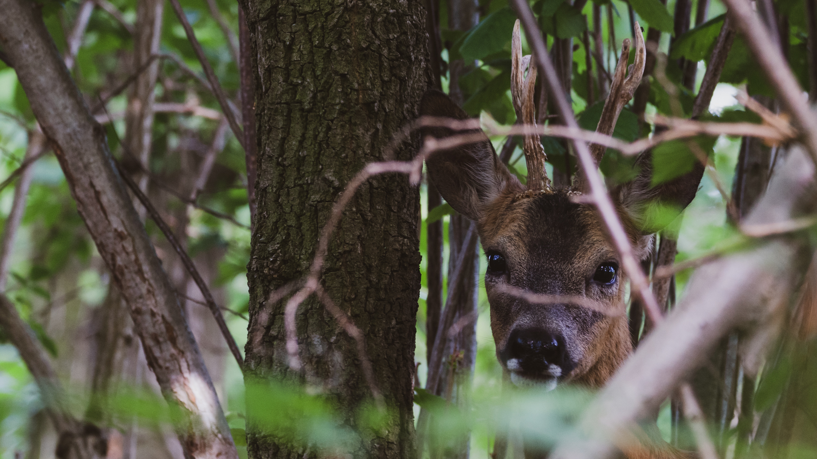 Wildlife - Rehbock im Garten und...