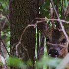 Wildlife - Rehbock im Garten und...