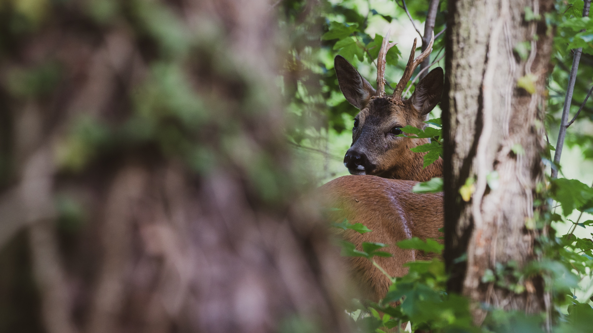 Wildlife - Rehbock im Garten wieder mal...