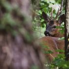 Wildlife - Rehbock im Garten wieder mal...