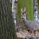 Wildlife - Rehbock im Wald