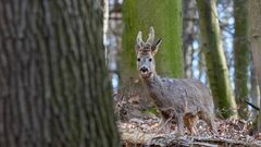 Wildlife - Rehbock im Wald