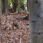 Wildlife - Rehbock macht etwas Fellpflege...