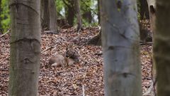 Wildlife - Rehbock macht etwas Fellpflege...