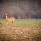 Wildlife Rehe