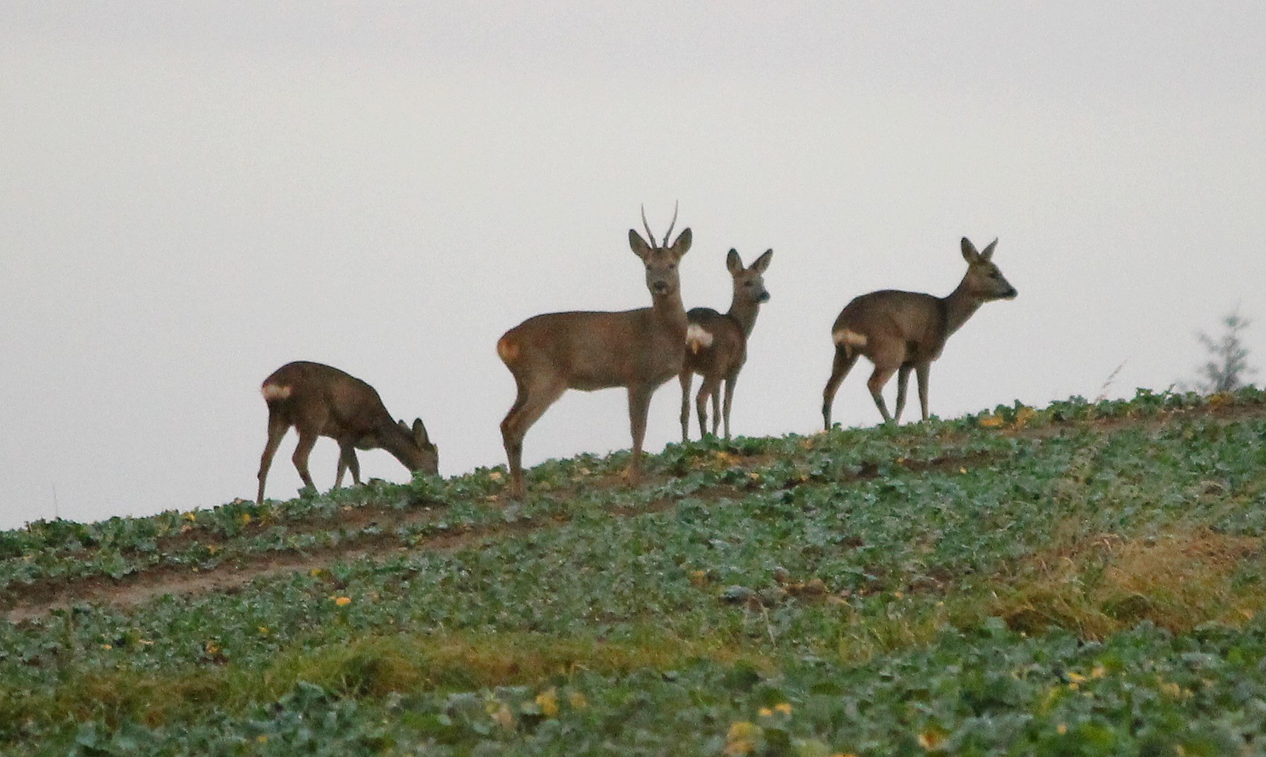 Wildlife Rehe