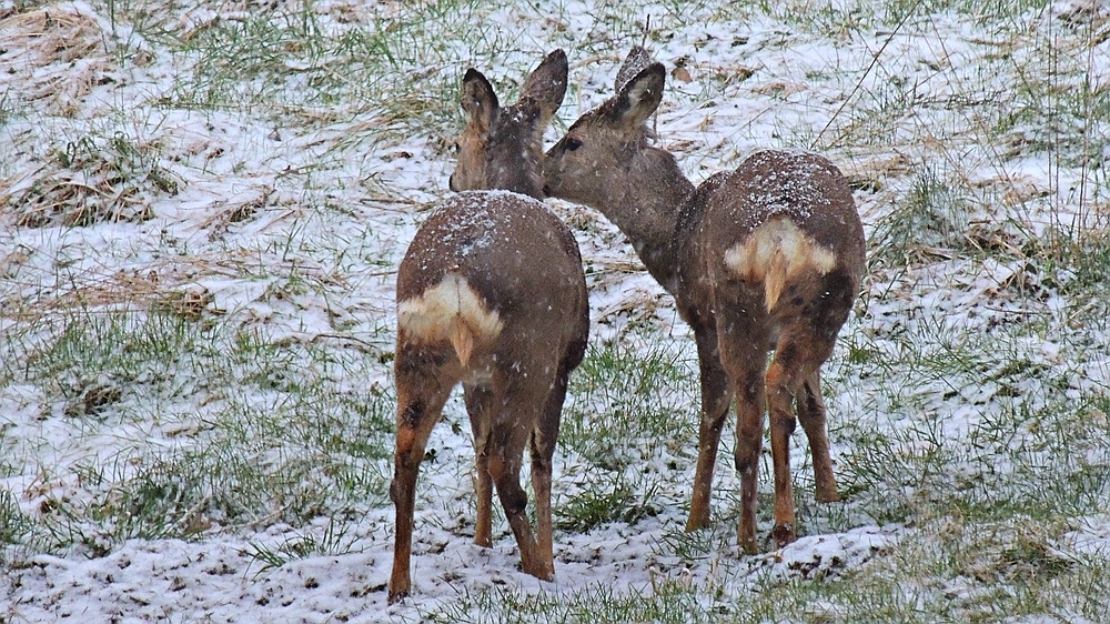 Wildlife - Rehwild im Winkhauser Bachtal -