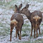 Wildlife - Rehwild im Winkhauser Bachtal -