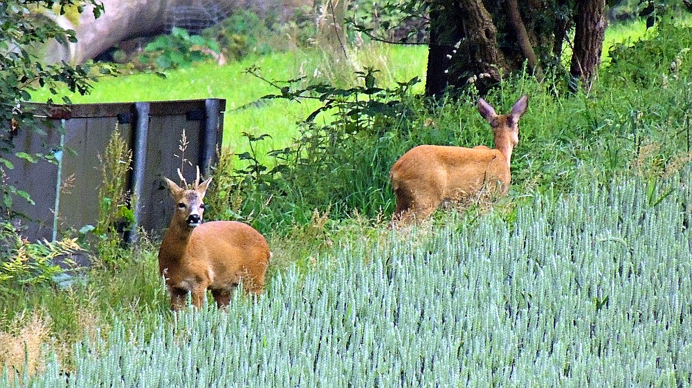 Wildlife - Rehwild im Winkhauser Tal -