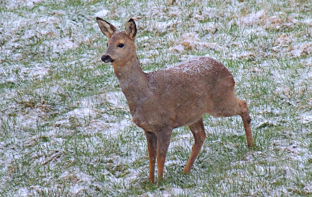 Wildlife - Ricke im Winkhauser Bachtal