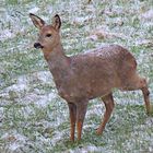 Wildlife - Ricke im Winkhauser Bachtal