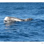 Wildlife Risso Dolphin