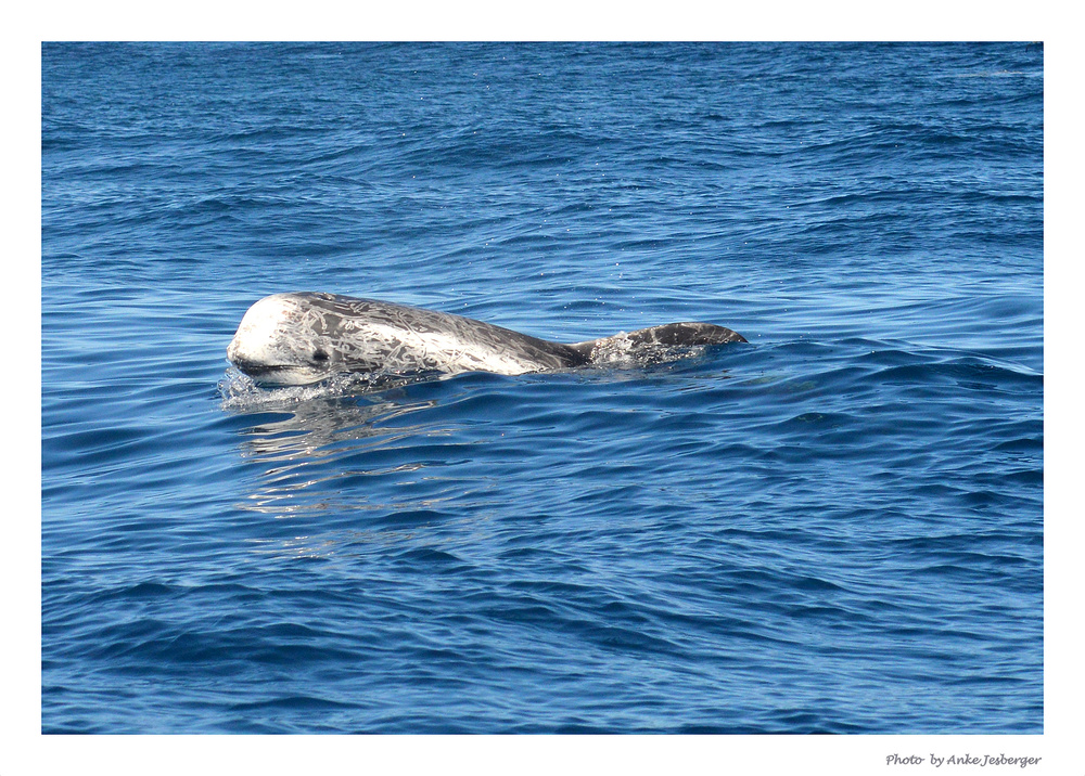 Wildlife Risso Dolphin