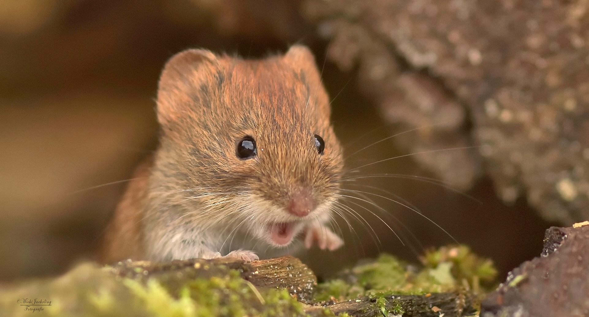 Wildlife/ Rötelmaus